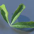 Three Green Leaves With Serrated Edges And Visible Veins On Gray Background