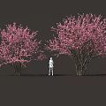 Two Beautiful Blooming Shrubs with Pink Flowers and a White Figure Standing