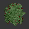 Decorative Green Round Plant With Lush Leaves And Bright Red Flowers