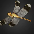 Modern Dragonfly Butterfly 3d model