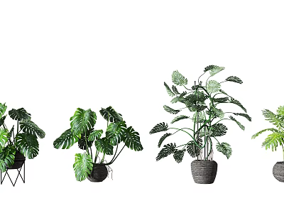 Indoor Potted Plants With Large Green Leaves In Decorative Woven Pots For Home Decoration 3d model