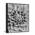 Black and White Dahlia Close Up Botanical Art With Black Frame On Gray Background Wall