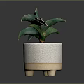 Green Leafy Potted Plant In Textured White Ceramic Pot With Wooden Base