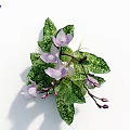 Purple Orchids With Green Spotted Leaves And Fresh Flower Buds Decorative Arrangement