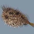 Spiky Puffer Fish Marine Life With Open Mouth And Large Eyes