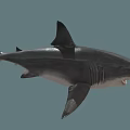 Realistic Gray Shark With Open Mouth Sharp Teeth And Dorsal Fin 3d model