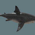 Modern Shark Cartoon Shark 3d model