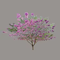 Graceful Arbor with Pink Blossoms and Green Leaves in Full Bloom