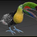 Rainbow toucan Thick-billed toucan named subspecies Rainbow-billed toucan Rainbow and Bird Animal Creatures 3d model