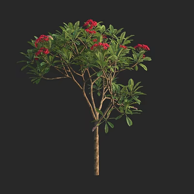 Tall Slender Tree with Lush Green Leaves and Vibrant Red Flowers 3d model