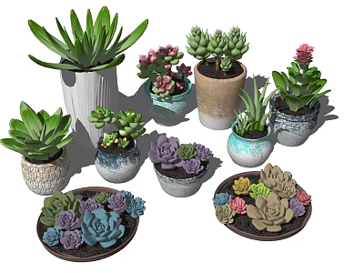 Succulent Bonsai Potted Plants with Various Colorful Ceramic Pots and Decorative Trays 3d model