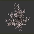Cherry Blossom Tree With Pink Flowers On Dark Background And Reflections