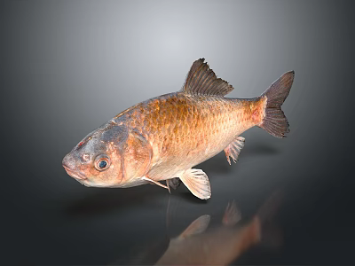Whole Fresh Fish With Golden Brown Scales And Shiny Appearance Isolated On Dark Background 3d model