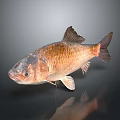 Whole Fresh Fish With Golden Brown Scales And Shiny Appearance Isolated On Dark Background