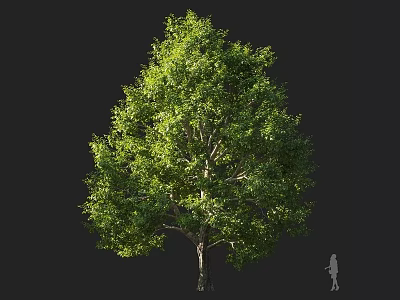 Lush Green Arbor With Dense Canopy Strong Trunk And Human Figure For Size 3d model