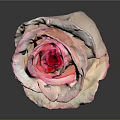 Beautiful Pink And White Gradient Rose With Soft Petals In Elegant Bloom Against Dark Background