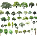 Modern Tree Landscape Tree 3d model