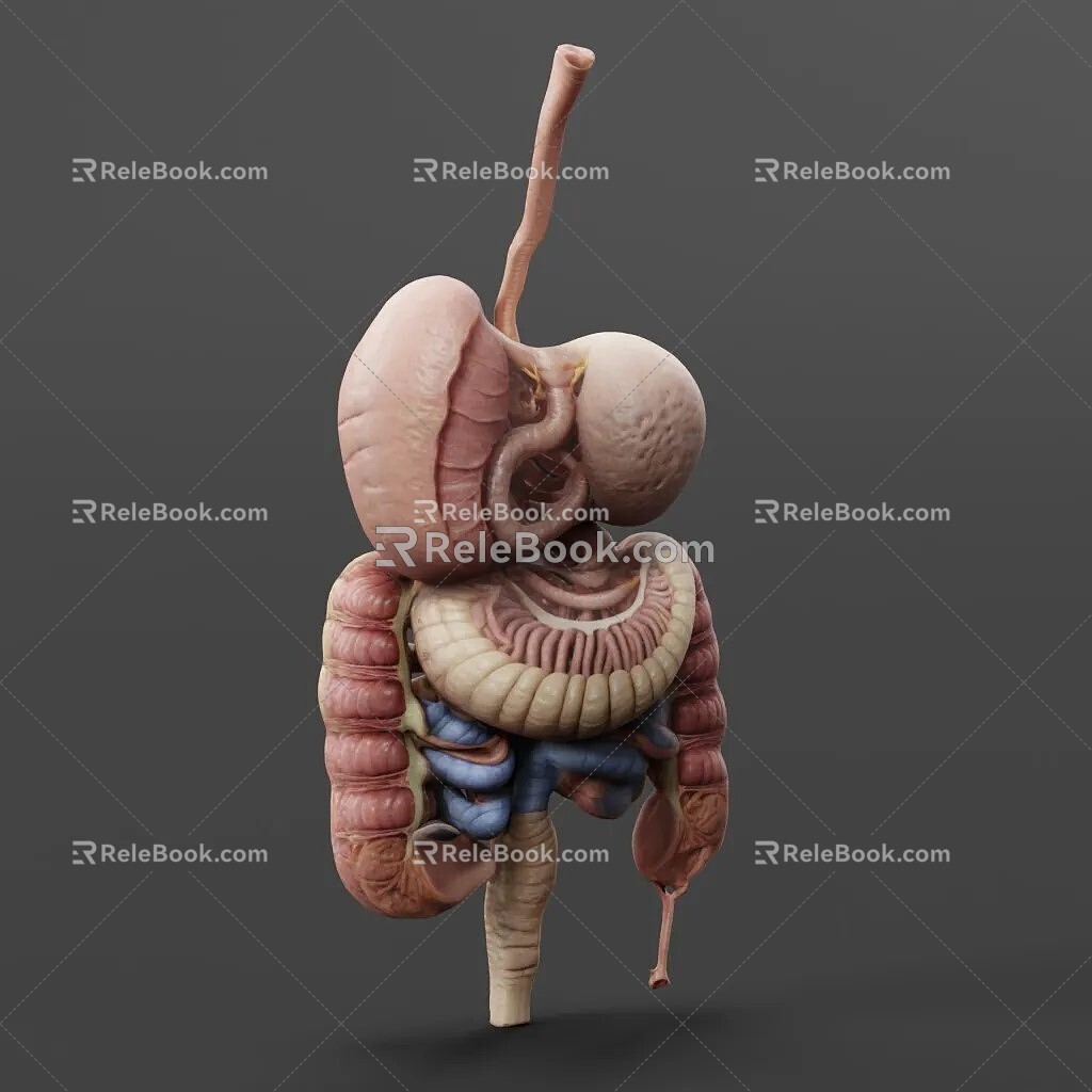 visceral human organs 3d model