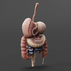 visceral human organs 3d model