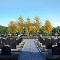 Serene Cemetery With Neatly Arranged Tombstones Stone Path Yellow Trees People Walking And Blue Sky