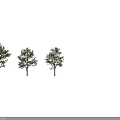 Three Arbor Trees With Lush Green Foliage And Straight Brown Trunks