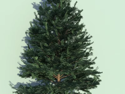 Evergreen Tree With Dense Green Foliage And Strong Trunk In Light Background 3d model