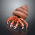 Orange Hermit Crab With Long Claws Carrying Spiral Shell on Dark Surface 3d model