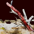 Withered Plants With Prominent Red Branch White Branches And Dry Grass On Dark Background