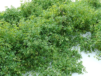 Lush Green Shrubs With Dense Foliage For Garden Landscaping And Decoration 3d model