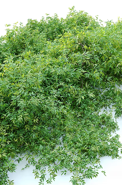 Modern shrubs 3d model