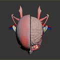 Medical Device Head Anatomical Model with Muscles Blood Vessels and Brain Structure