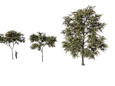 Three Arbors of Different Sizes with a Person Standing Nearby 3d model