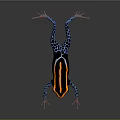 Vibrant Poison Dart Frog with Black Orange Yellow Stripes Blue Spotted Limbs on Gray Background