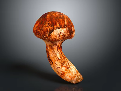 Fresh Organic Mushroom With Brown Cap And White Stem Close Up View 3d model