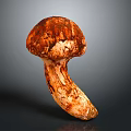 Fresh Organic Mushroom With Brown Cap And White Stem Close Up View