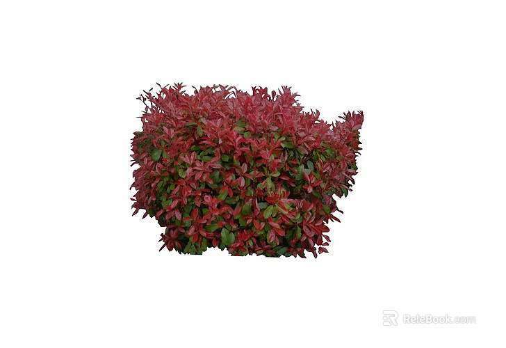 Vibrant Red Leaf Shrub With Dense Foliage For Garden Landscape Design 3d model 