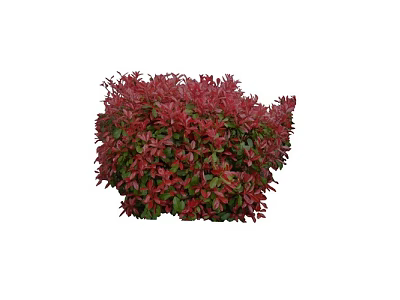 Vibrant Red Leaf Shrub With Dense Foliage For Garden Landscape Design 3d model