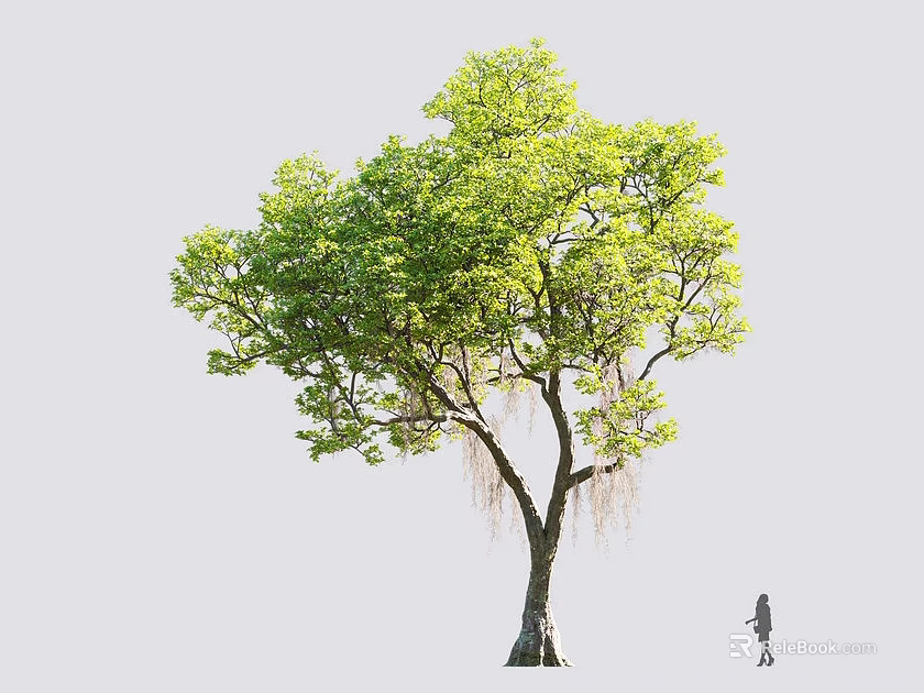 Tall Leafy Tree with Green Lush Foliage and Thick Trunk Standing Near Small Figure 3d model 