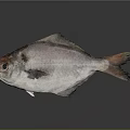 Silver Gray Fish With Red Eyes And Black Fins On Gray Background