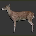 Realistic 3D Deer Model With Brown Body White Legs Standing On Dark Background