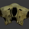 Detailed Animal Skull Organ Anatomy Displaying Orbital Cavity And Dental Structure