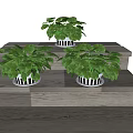 Lush Green Leafy Potted Plants In White Pots With Saucers On Wooden Surface