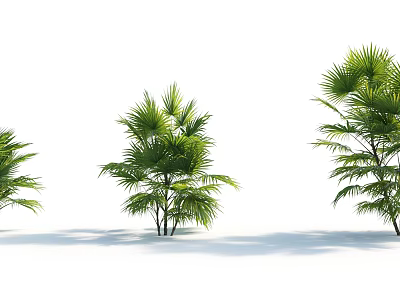 Three Green Trees with Feathery Leaves and Slender Trunks against White Background 3d model