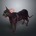 Hairless Sphynx Cat With Large Ears Standing On Neutral Gray Background