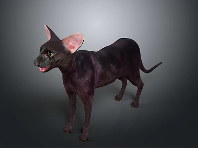 Hairless Sphynx Cat With Large Ears Standing On Neutral Gray Background 3d model