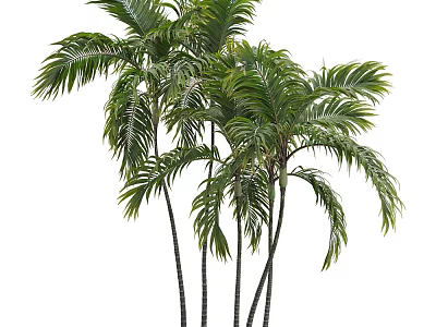 Lush Palm Trees With Green Fronds And Slender Trunks For Tropical Landscaping 3d model