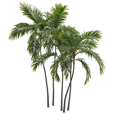 Lush Palm Trees With Green Fronds And Slender Trunks For Tropical Landscaping 3d model