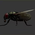 Detailed House Fly With Red Eyes Green Metallic Body And Transparent Wings On Gray Background