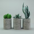 Bonsai Potted Plants with Cactus Succulent and Agave in Cylindrical Gray Concrete Pots