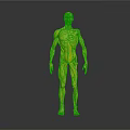 Detailed Human Organ Anatomy 3D Model Showing Muscular And Skeletal Structure